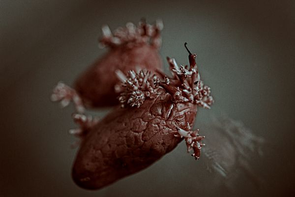 © Bettie Coetzee Lambrecht - POTATO METAMORPHOSIS