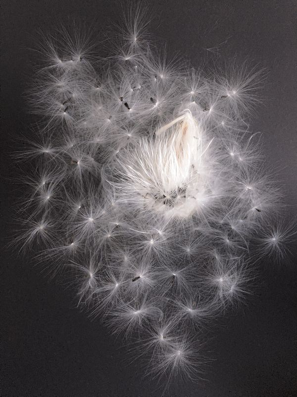 © Bettie Coetzee Lambrecht - fairy dream