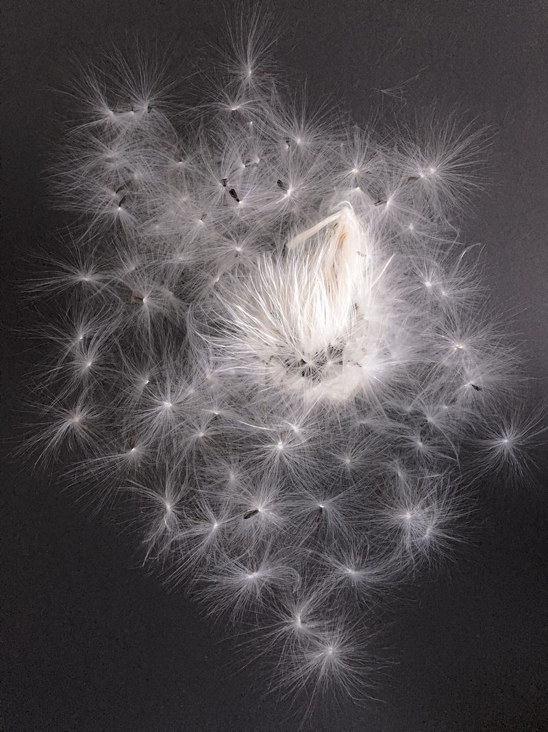 © Bettie Coetzee Lambrecht - fairy dream