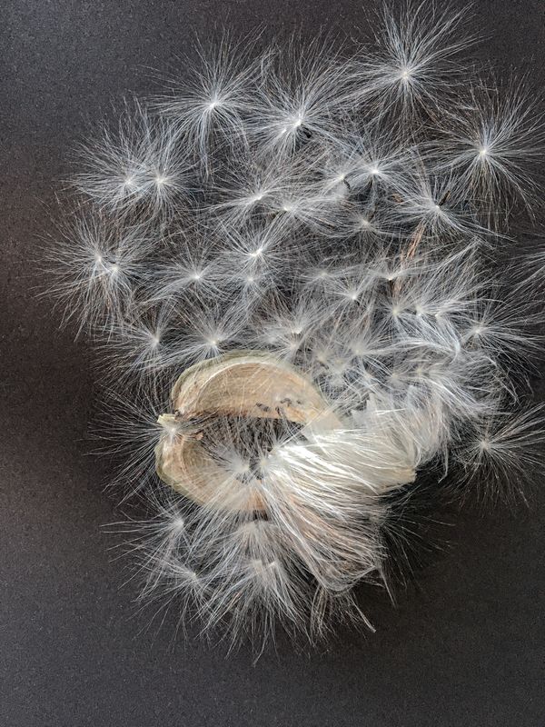 © Bettie Coetzee Lambrecht - dream