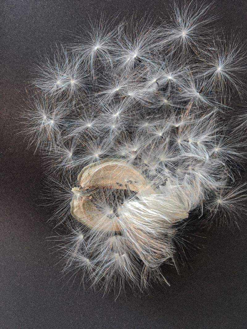 © Bettie Coetzee Lambrecht - dream