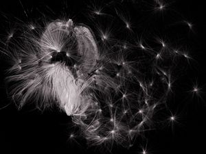 Fairy Flight - Seeding the Sky