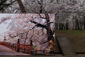 To Bloom in the North Country