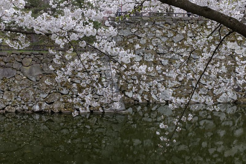 © George Nobechi - Castle Moat and Cherry Blossoms