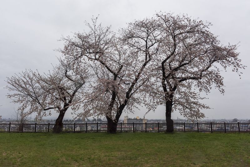 © George Nobechi - Three Trees