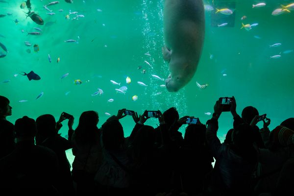 © George Nobechi - Dugong, Toba 2019