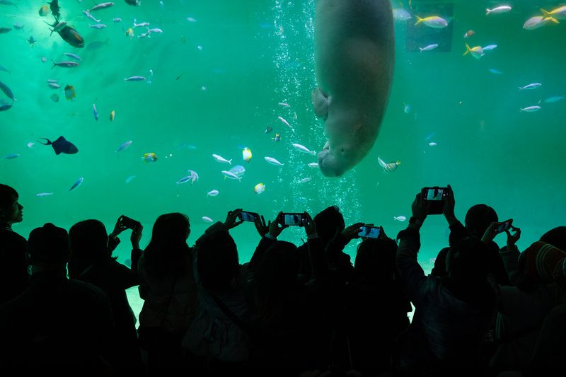 © George Nobechi - Dugong, Toba 2019