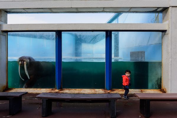 © George Nobechi - Boy and Walrus, Otaru 2019