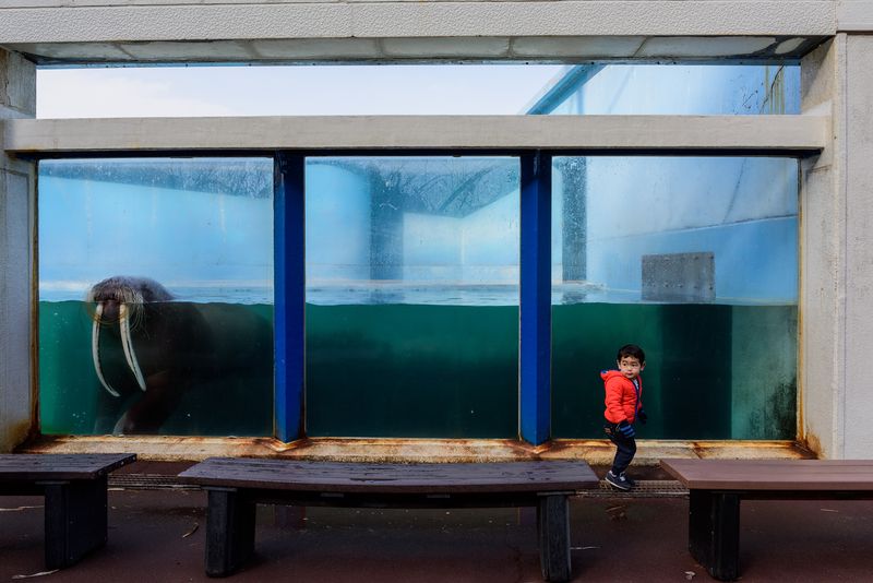© George Nobechi - Boy and Walrus, Otaru 2019