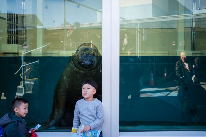 © George Nobechi - Walrus Tongue, Toba 2019