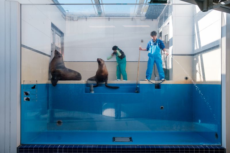 © George Nobechi - Sea Lion Tank Cleaning, Toba 2019