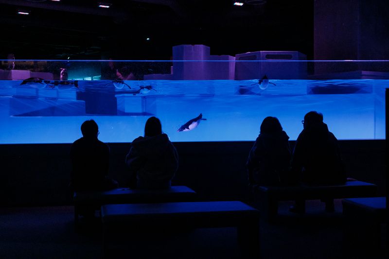 © George Nobechi - Night Time at the Penguin Tank, Sapporo 2025