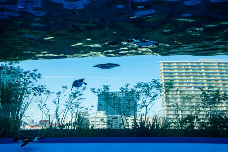 © George Nobechi - When Penguins Fly, Sunshine City, Tokyo 2023