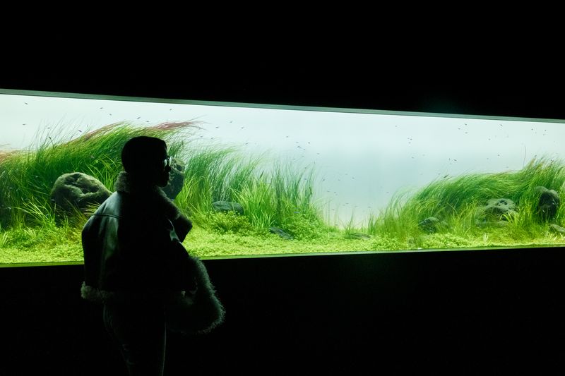 © George Nobechi - Neon Tetra Tank, Sapporo 2025