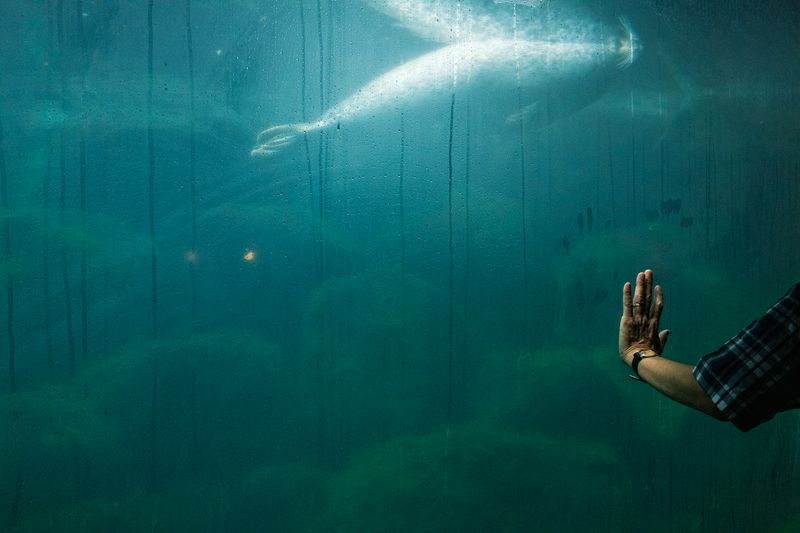 © George Nobechi - Spotted Seal, Hakone 2025