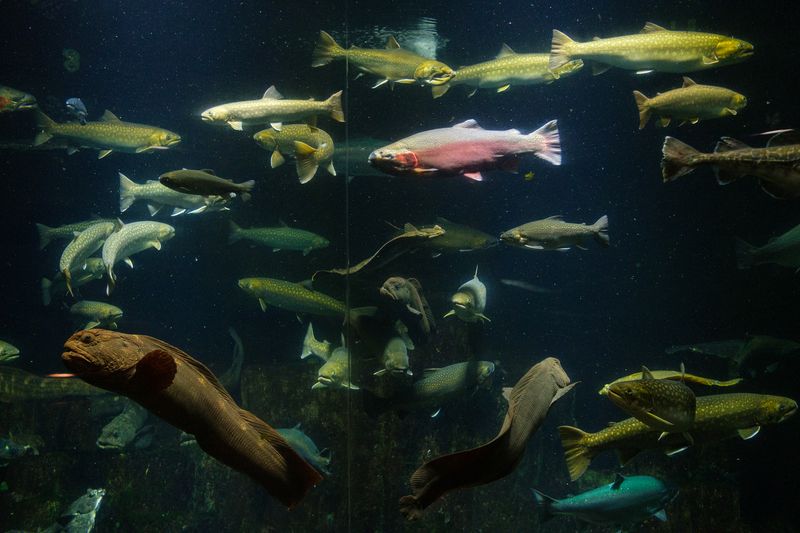 © George Nobechi - Northern Fishes Tank Feeding, Otaru 2019