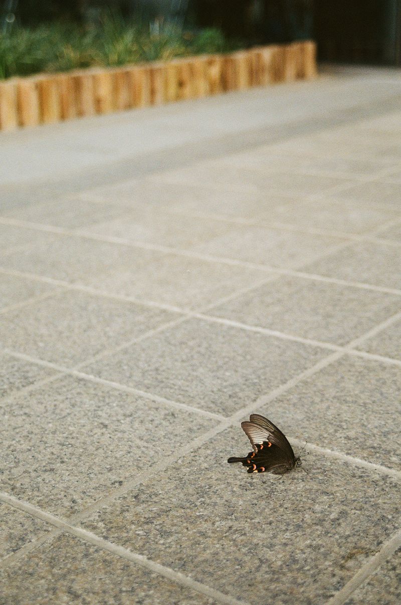 © Johanna Tagada Hoffbeck - Image from the First Impressions photography project