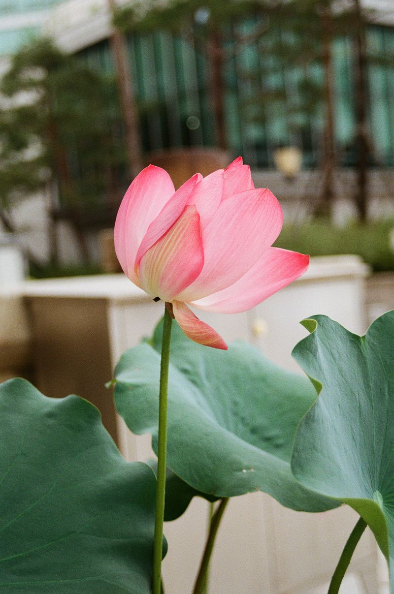 © Johanna Tagada Hoffbeck - Image from the First Impressions photography project