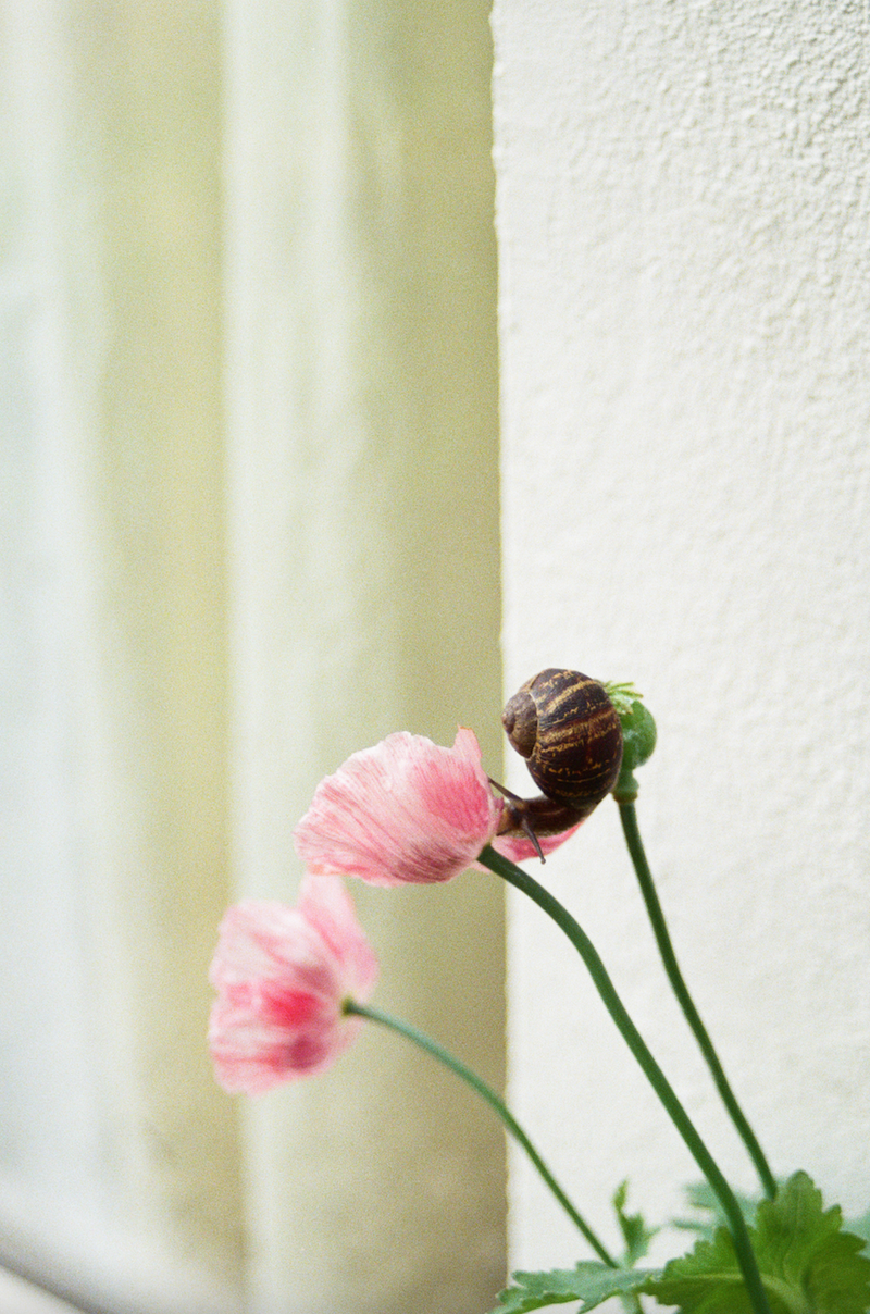 © Johanna Tagada Hoffbeck - Image from the And So, We Grow photography project