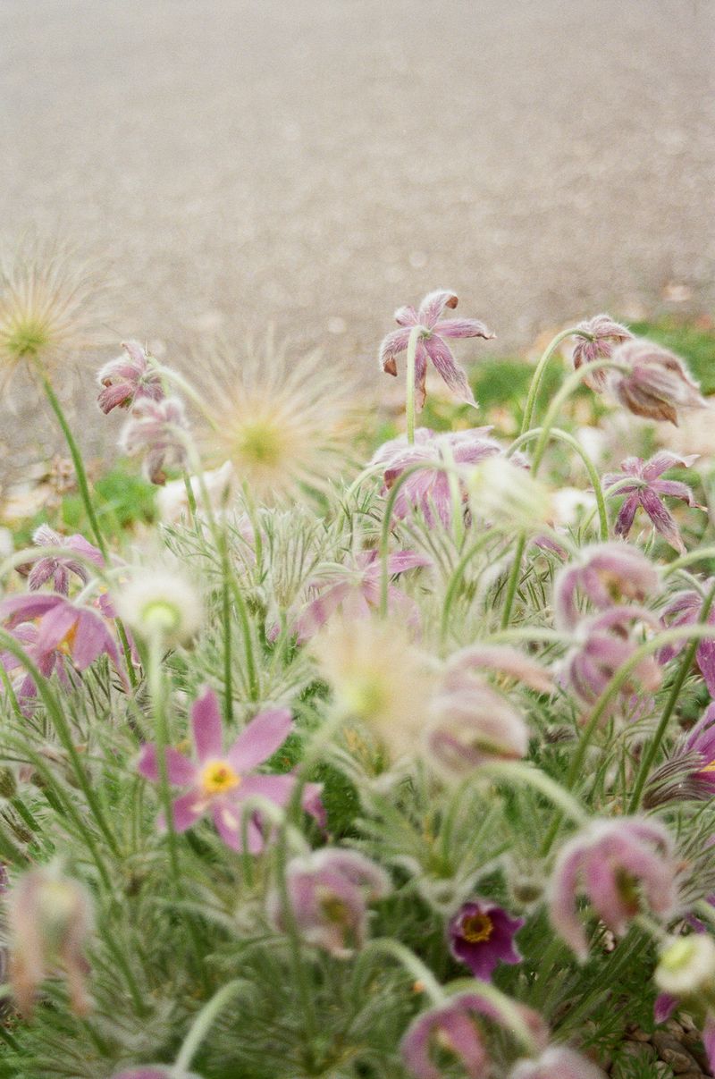 © Johanna Tagada Hoffbeck - Image from the And So, We Grow photography project