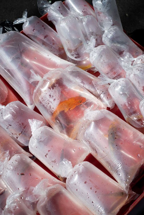 © Antonio Rodriguez - Image from the Dislocated Birds photography project