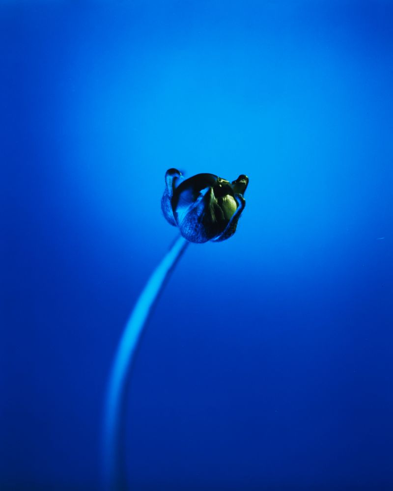 © Guarionex_jr - Image from the Flowers For Anacaona photography project