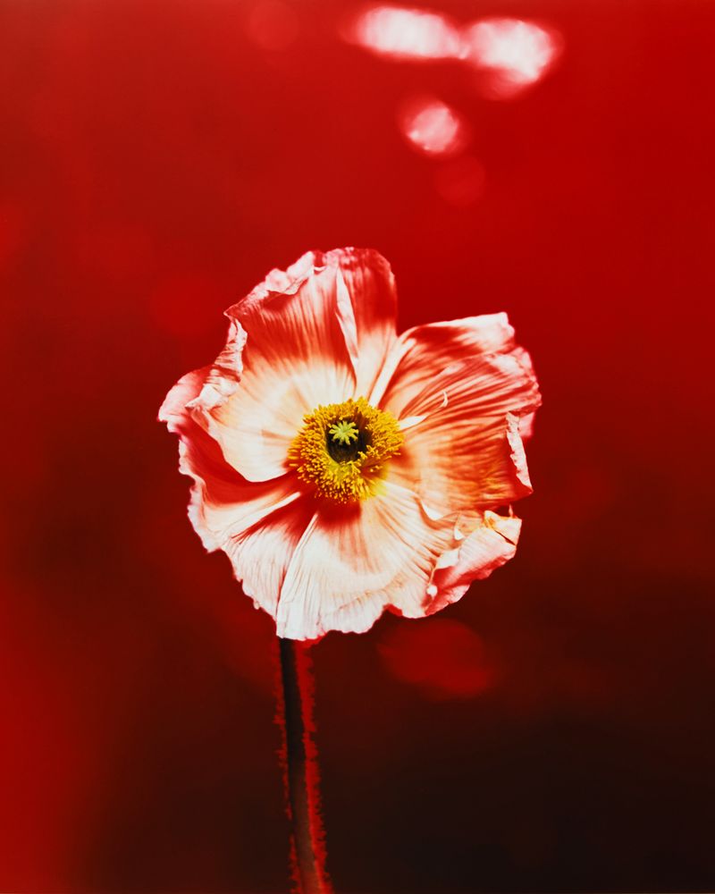 © Guarionex_jr - Image from the Flowers For Anacaona photography project