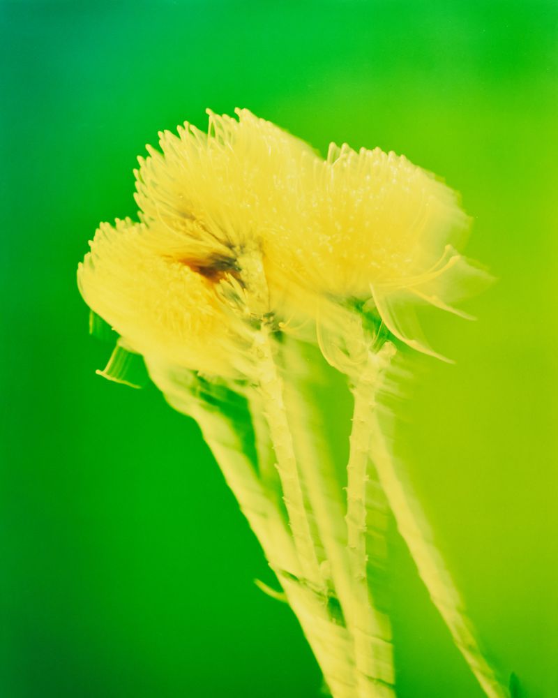 © Guarionex_jr - Image from the Flowers For Anacaona photography project