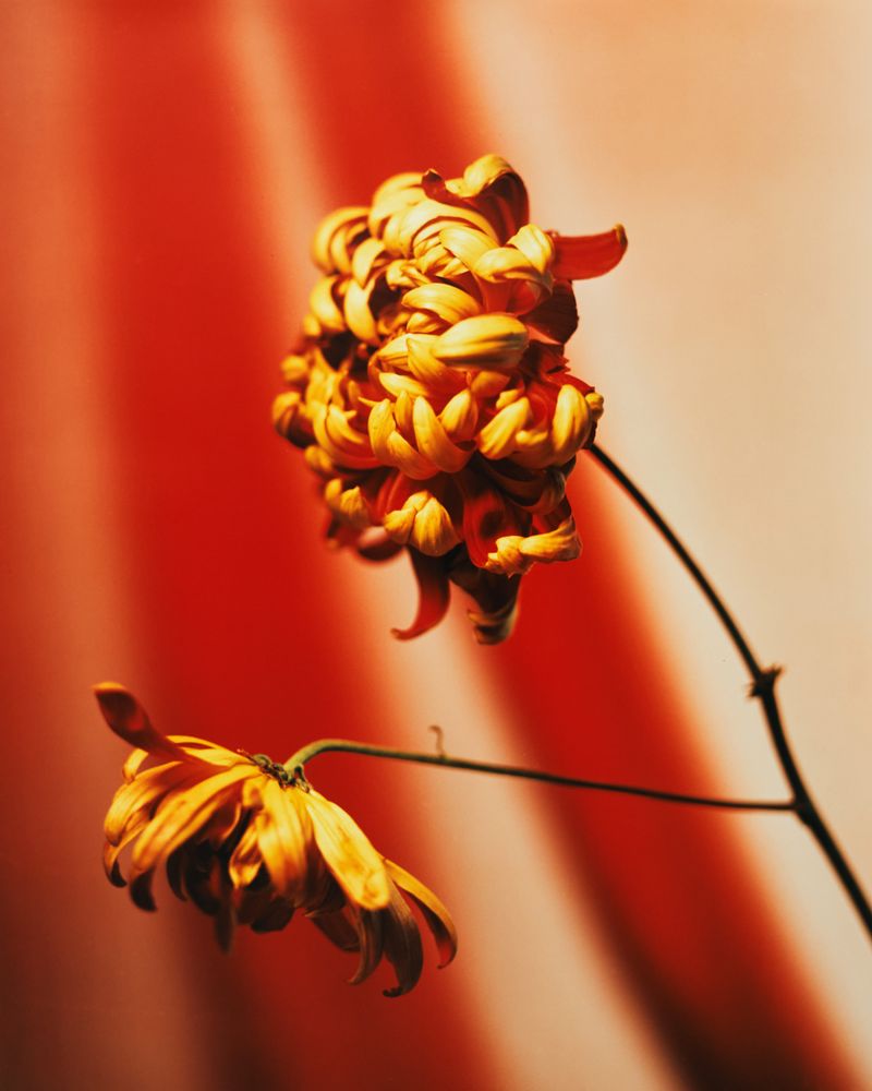 © Guarionex_jr - Image from the Flowers For Anacaona photography project