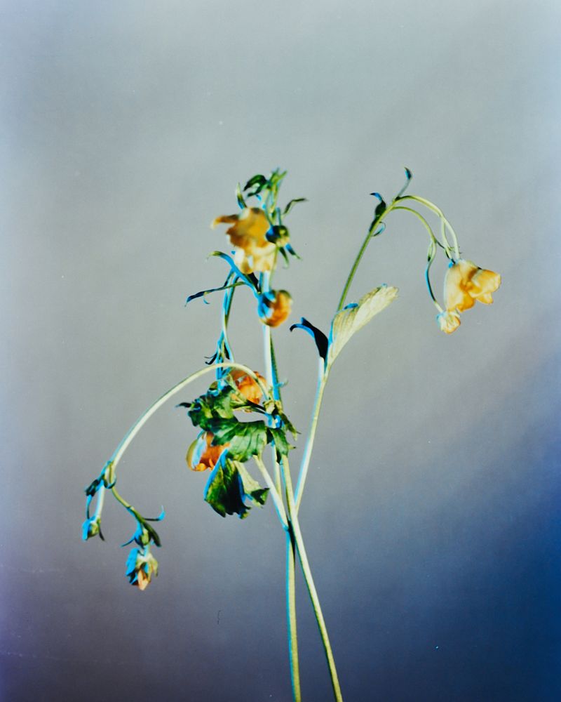 © Guarionex_jr - Image from the Flowers For Anacaona photography project