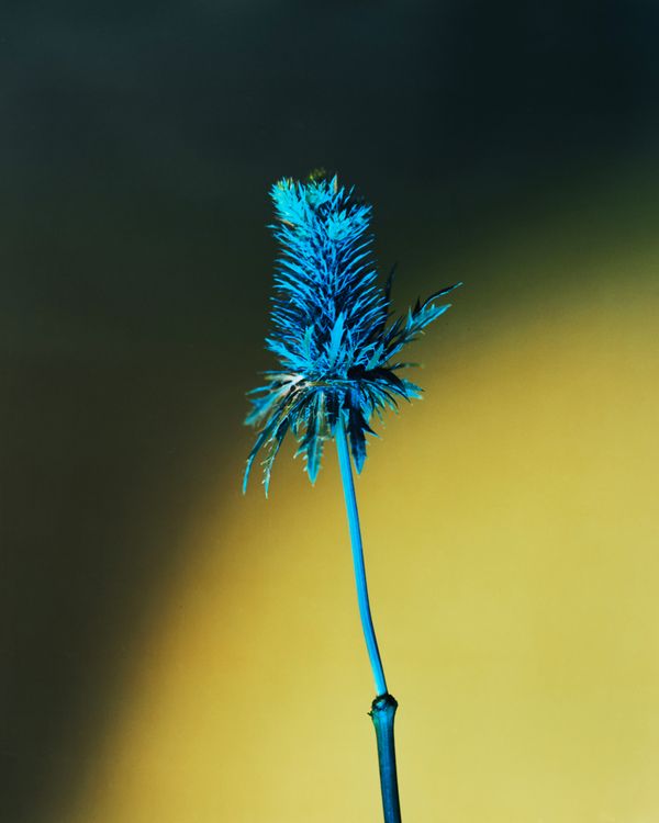 © Guarionex_jr - Image from the Flowers For Anacaona photography project