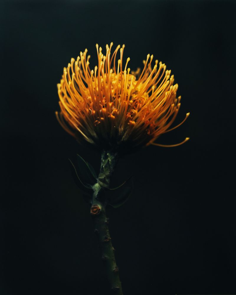 © Guarionex_jr - Image from the Flowers For Anacaona photography project