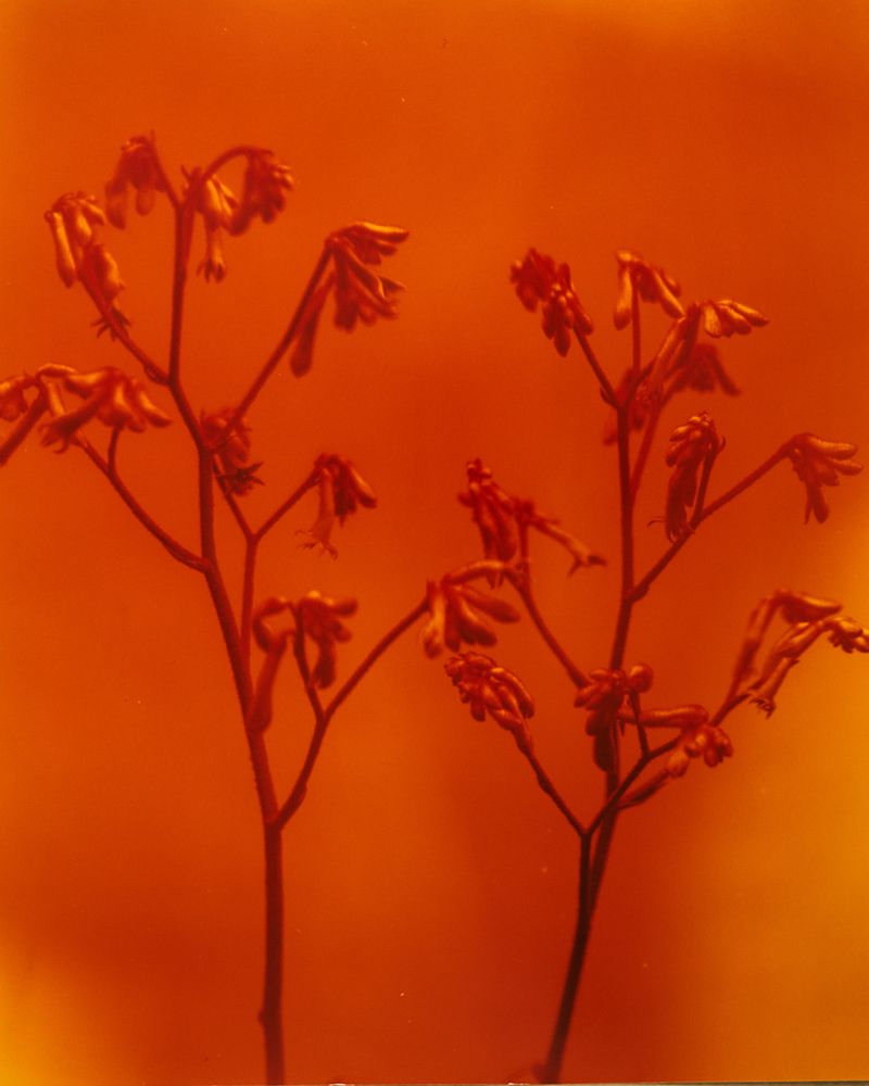 © Guarionex_jr - Image from the Flowers For Anacaona photography project