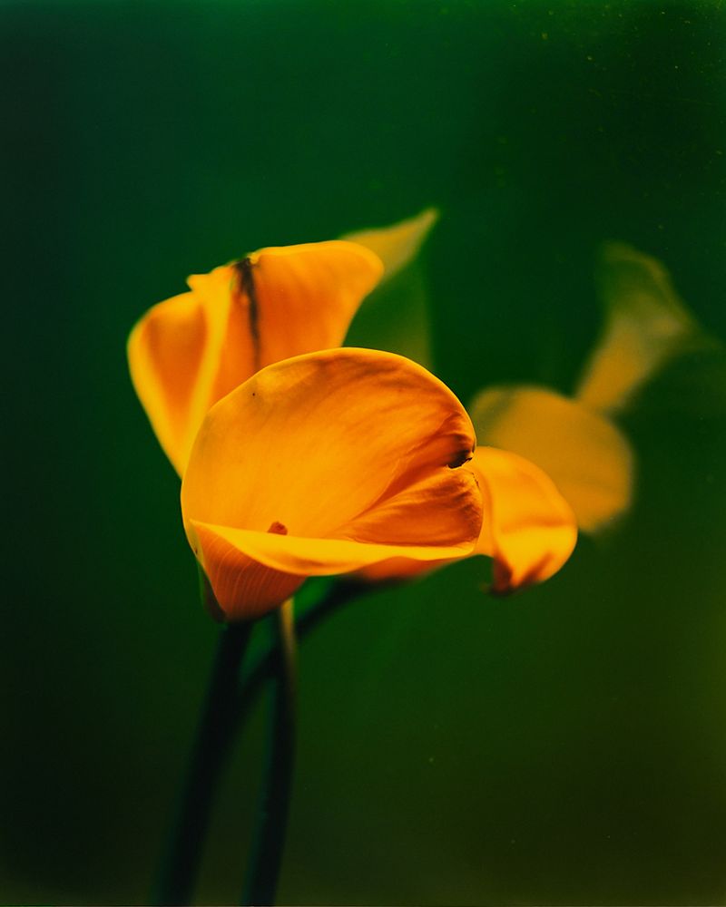 © Guarionex_jr - Image from the Flowers For Anacaona photography project