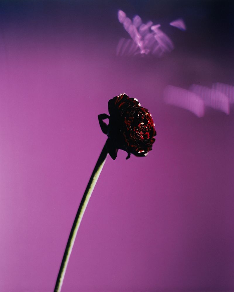 © Guarionex_jr - Image from the Flowers For Anacaona photography project