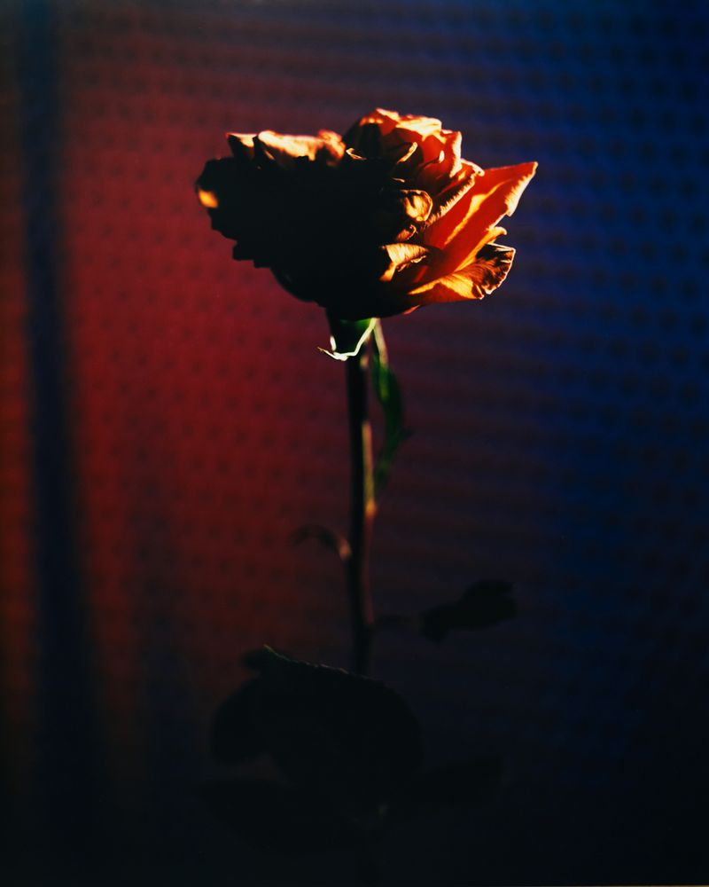 © Guarionex_jr - Image from the Flowers For Anacaona photography project