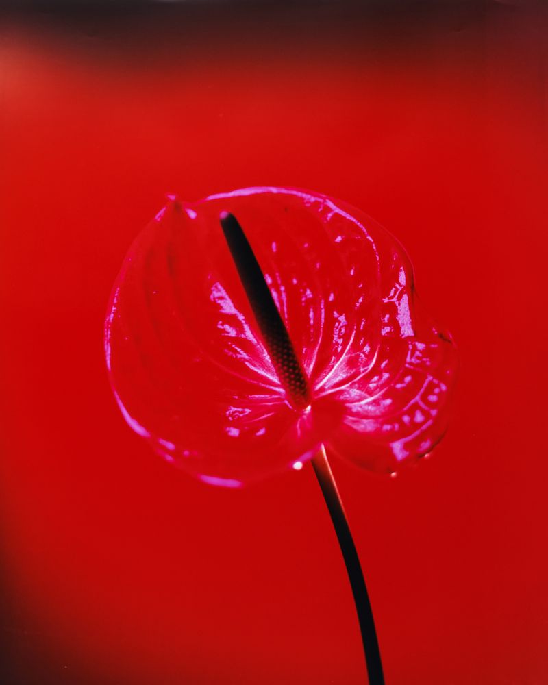 © Guarionex_jr - Image from the Flowers For Anacaona photography project