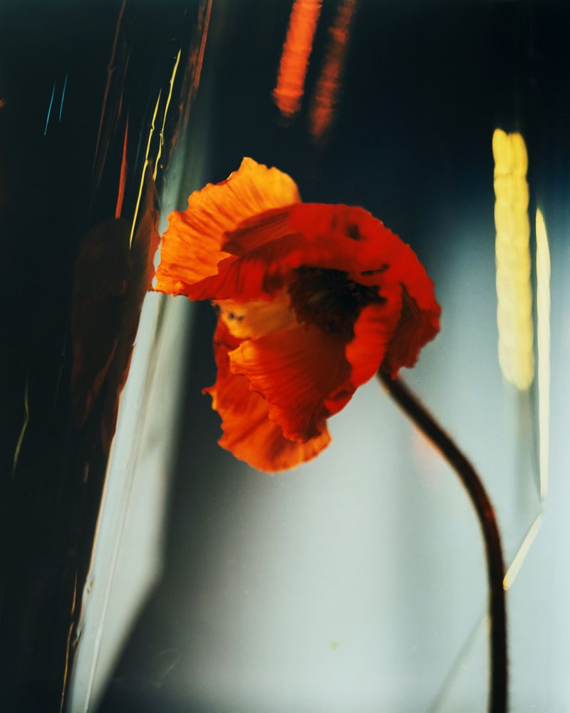 © Guarionex_jr - Image from the Flowers For Anacaona photography project