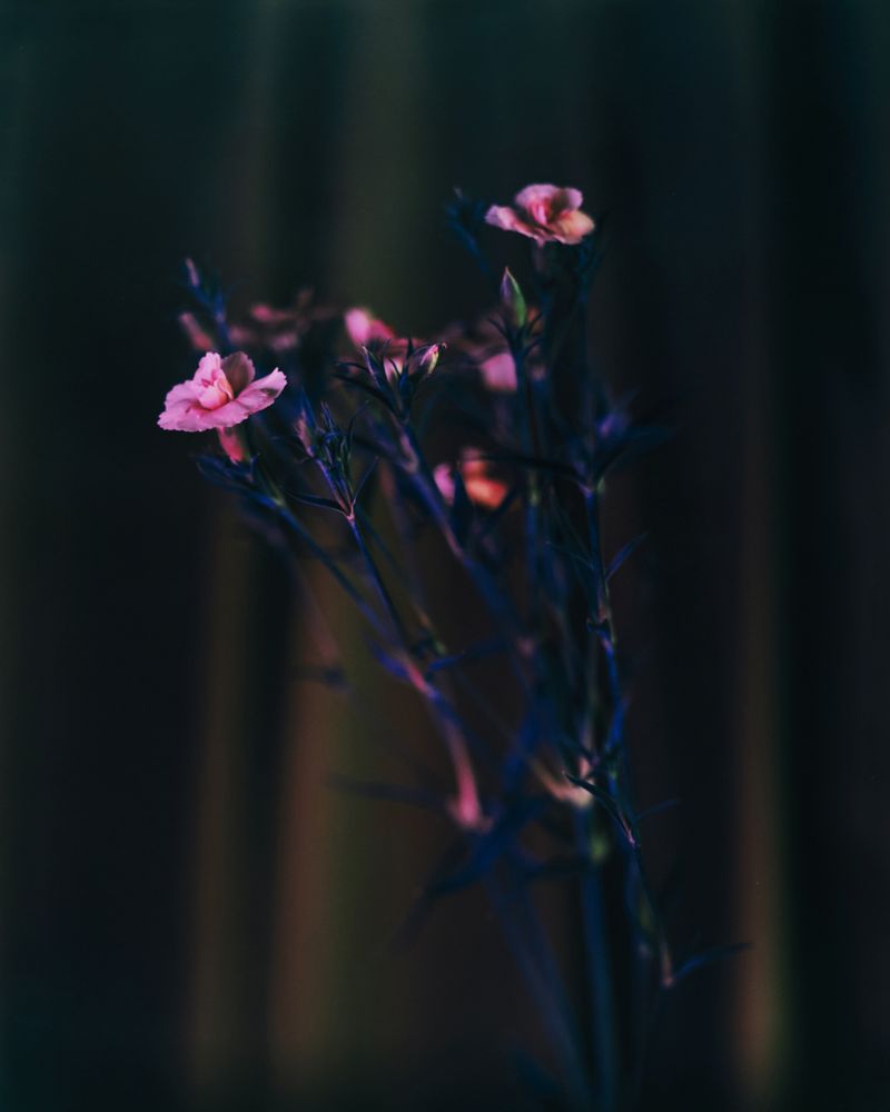 © Guarionex_jr - Image from the Flowers For Anacaona photography project