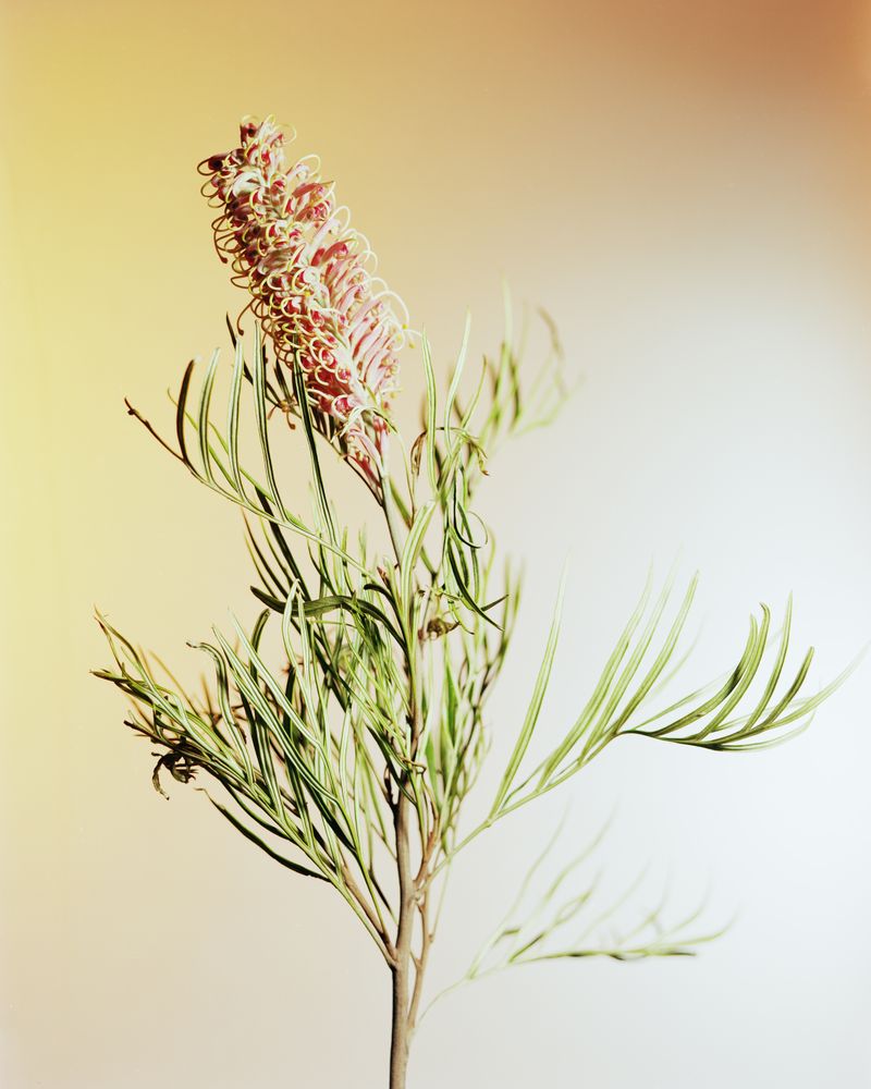 © Guarionex_jr - Image from the Flowers For Anacaona photography project