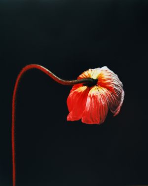 Flowers For Anacaona