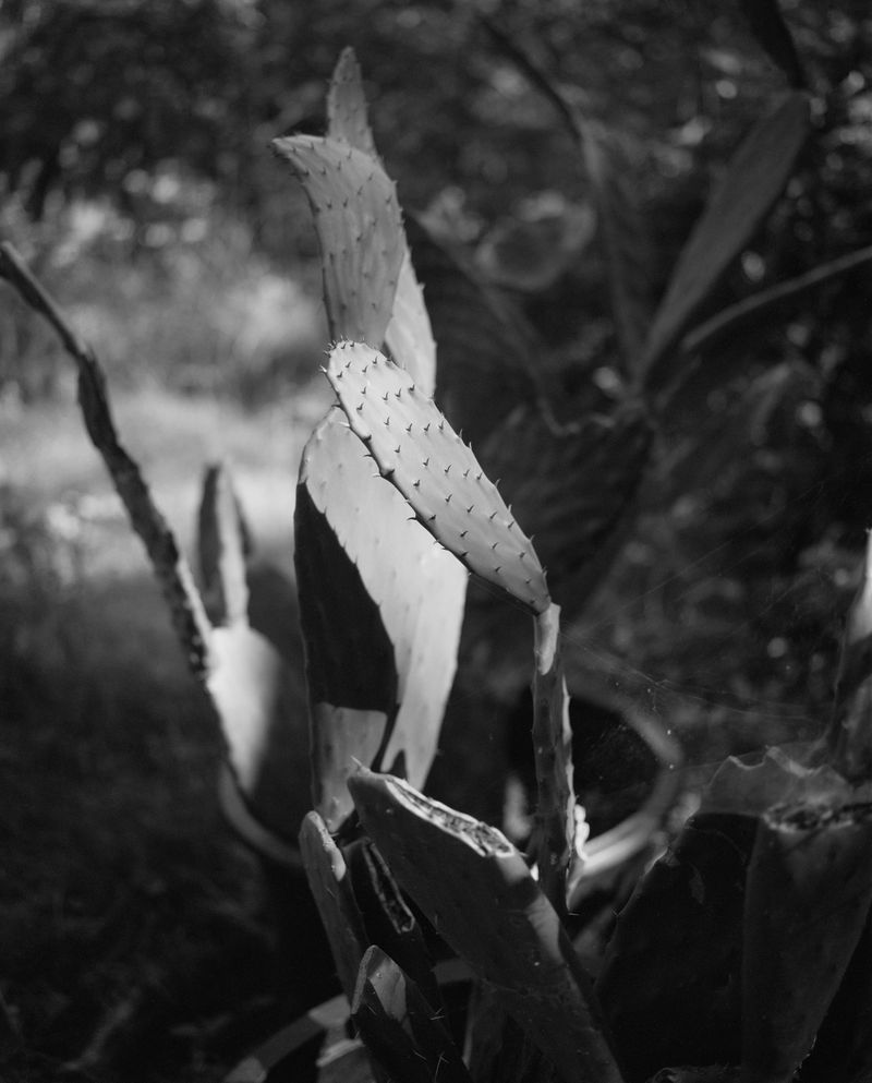 © Rose Marie Cromwell - Cactus