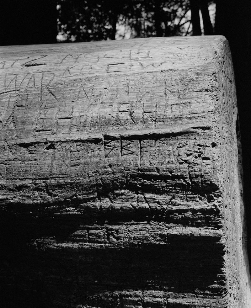 © Rose Marie Cromwell - Fallen redwood