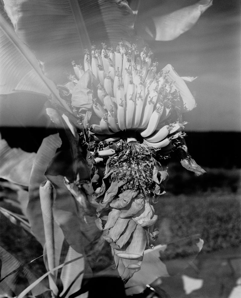 © Rose Marie Cromwell - Plantains