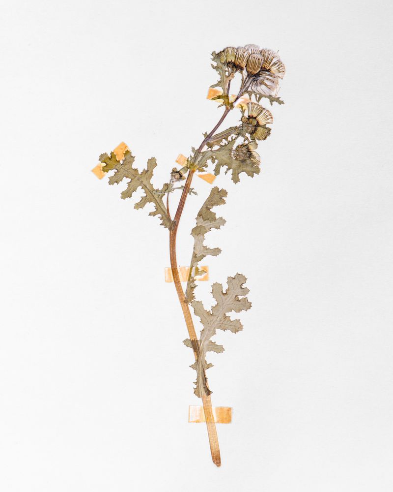 © Justus Lemm - One of the flowers whose pollen was found in the Neanderthal burial site of Shanidar in Iraq.