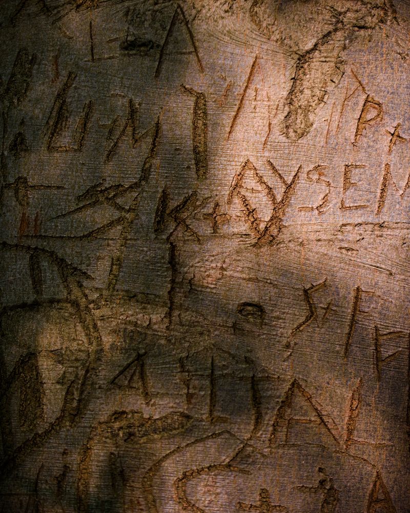 © Justus Lemm - Markings on a beech tree, Neander Valley, Germany
