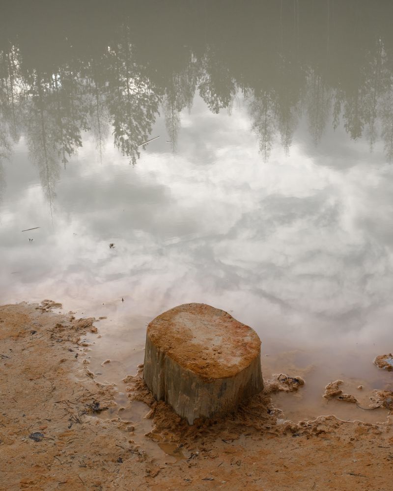 © Justus Lemm - Tree stump in a water-filled quarry, Moravian Karst, Czech Republic