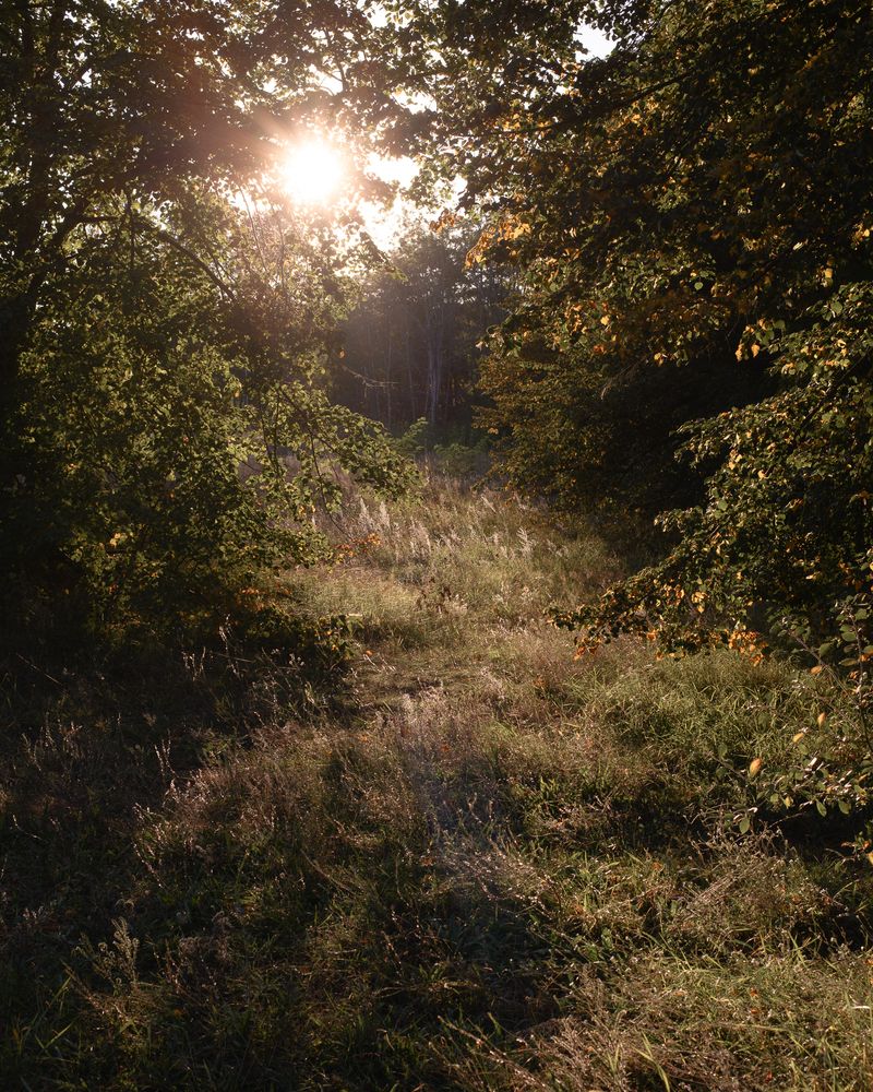 © Justus Lemm - Afternoon light on a meadowBerlinGermany