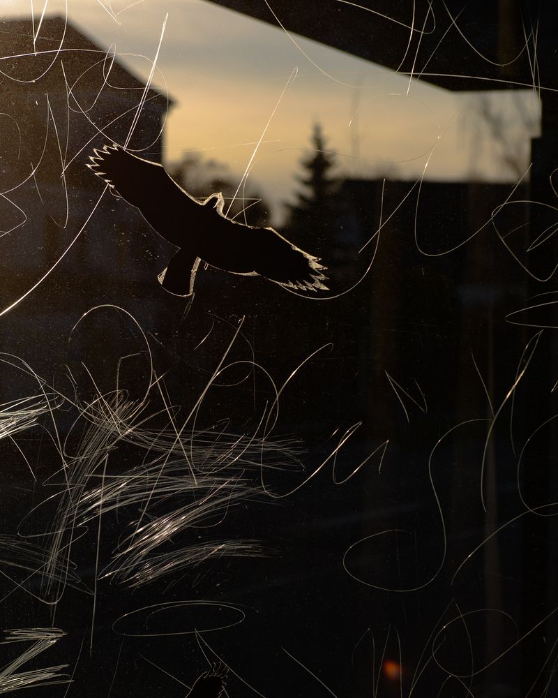 © Justus Lemm - Silhouette of a bird of preyBerlin - AdlershofGermany