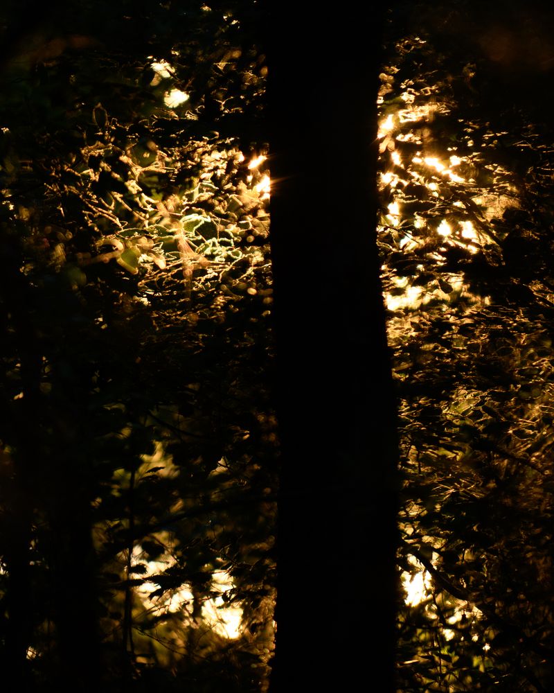 © Justus Lemm - Last sunlight through foliageJänschwaldeGermany